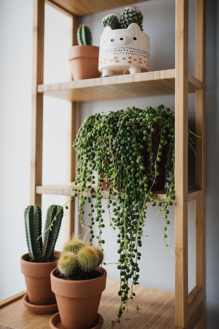 cacti on brown wooden shelves
